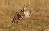 Greater Prairie-Chickenborder=